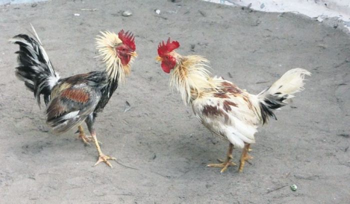gallos-pelea.jpg