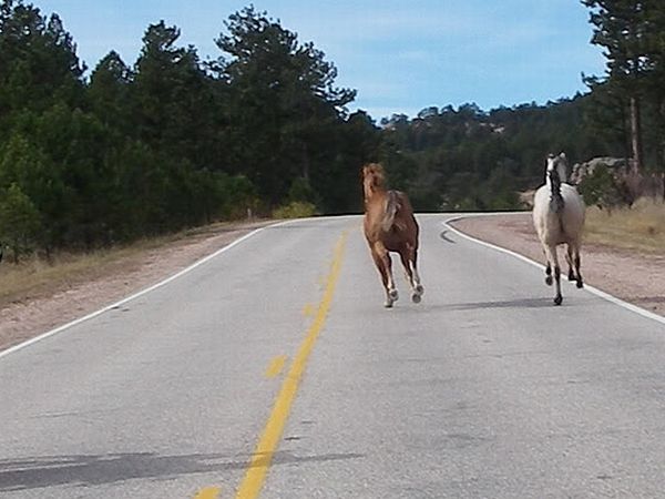 Dos personas resultaron heridas tras embestir a un caballo sobre ruta 9