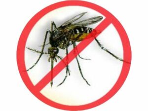 dengue no