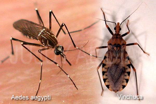 Dengue y Chagas: curso para docentes de los niveles inicial y primario