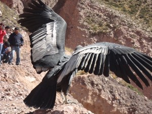 condor-andino-purmamarca