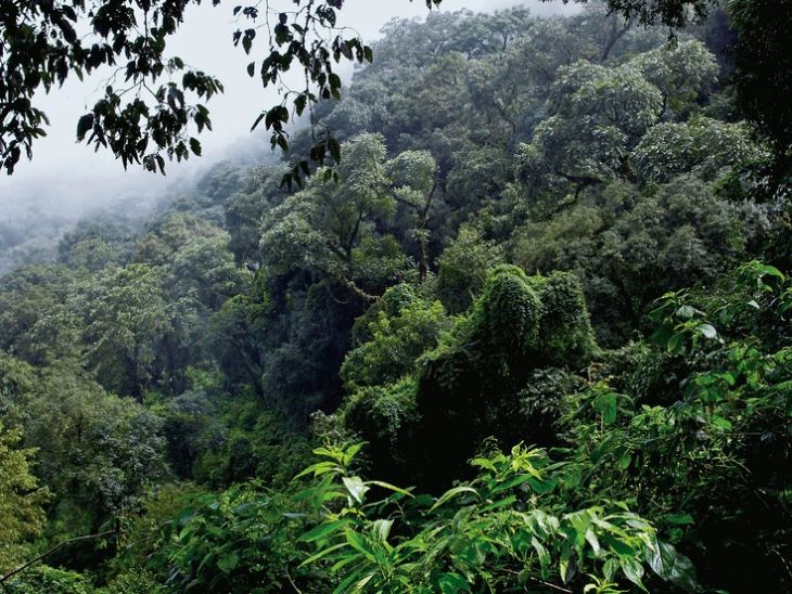 26 de junio: Día Internacional de la Preservación de Bosques Tropicales