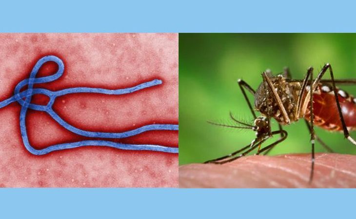 Ministerio de Salud difunde información sobre ébola y chikungunya: recomendaciones y recursos para ciudadanos y equipos de salud