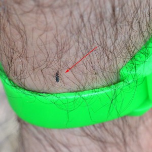 mosquito pulsera repelente