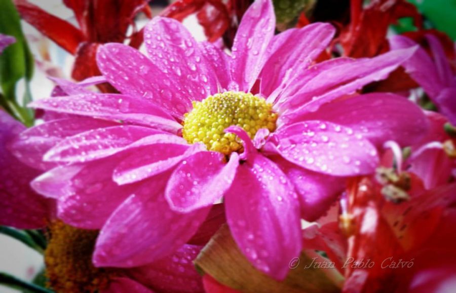 Flores producidas en Jujuy se comercializan en todo el país para el Día de los Fieles Difunto
