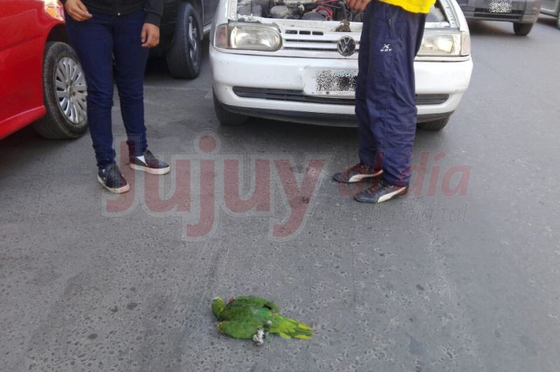 Jujuy: detuvieron su vehículo por un desperfecto mecánico y salió un loro del motor