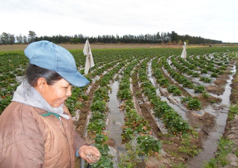 Impulsan jornada para potenciar la producción de frutillas en Jujuy