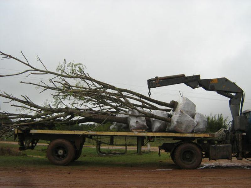 Recuperación de árboles en Bajo La Viña