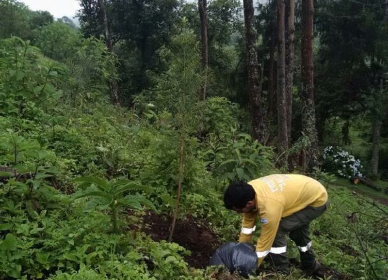 200 árboles fueron plantados para remediar el Parque Potrero de Yala