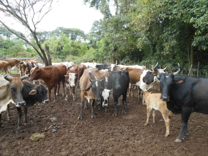 Secuestro de ganado en Caimancito