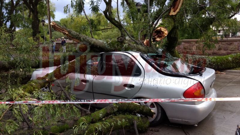 Jujuy: gran árbol cayó sobre un automóvil y casi ocasiona una tragedia