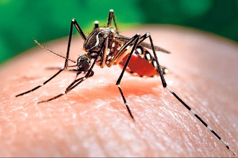 “Zika es un virus que aún no hemos detectado en Jujuy, pero es muy probable que se introduzca porque hay casos cercanos”