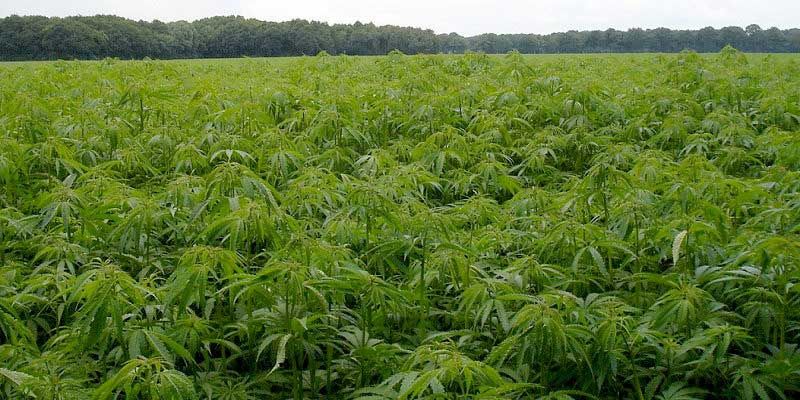 Desarrollarán en Jujuy la granja de cultivo de cannabis más grande del mundo