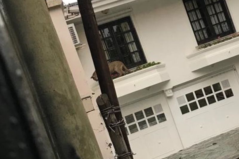 Jujuy: buscan un puma que fue visto en barrio Los Perales
