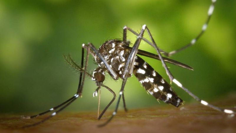 Ascienden a 379 los casos de dengue en Jujuy