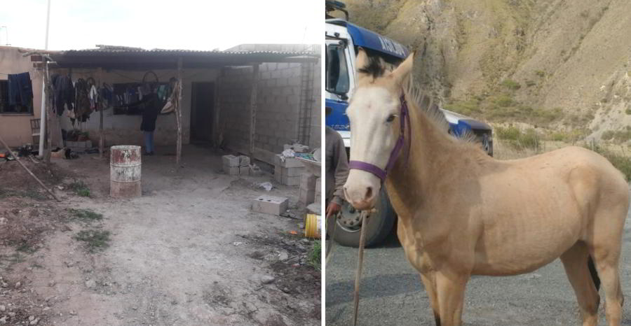 Arrestado tras allanamiento y recuperaron cuatro equinos sustraídos en Perico