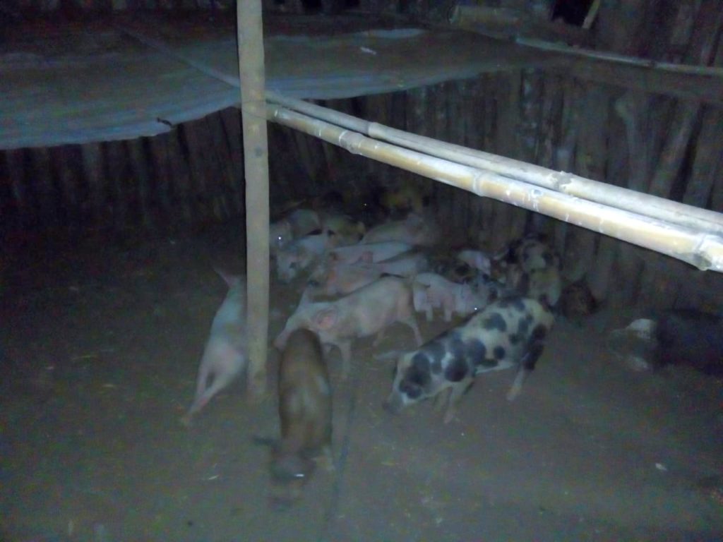 Arrestados tras sustraer animales porcinos en Palma Sola