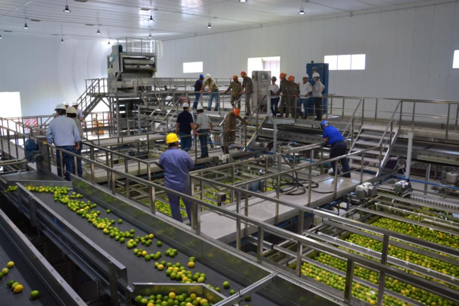 Resultados 2019: Ledesma sigue creciendo en el negocio de Frutas y Jugos