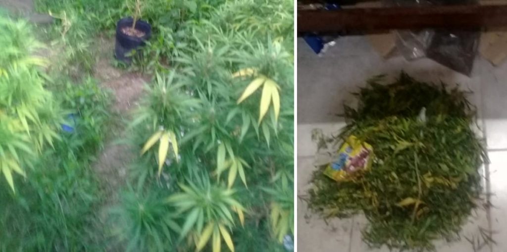 Secuestro de varias plantas de marihuana en Palpalá