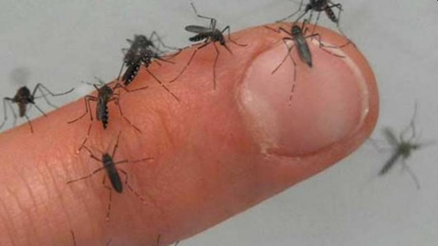 Dengue: Un «revolucionario» experimento con mosquitos transmisores logró reducir los casos de contagio en un 77%