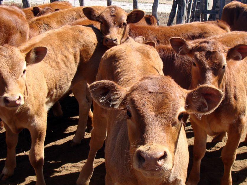 Jujuy: descartan fiebre aftosa en bovino