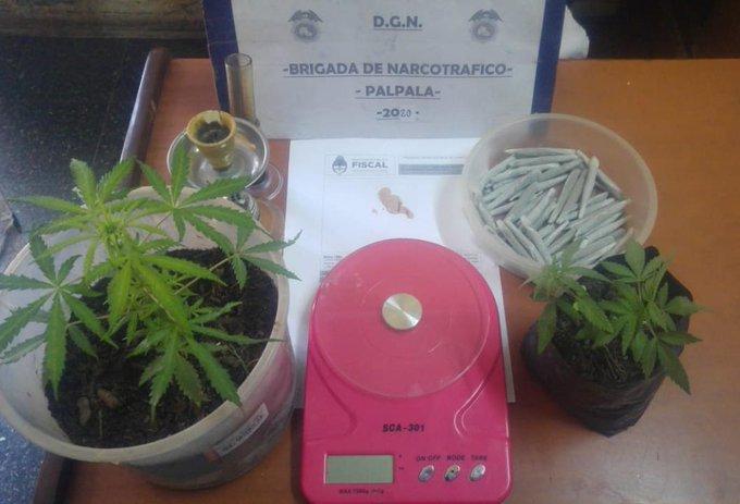 Jujuy: Secuestran plantines y cigarrillos de marihuana