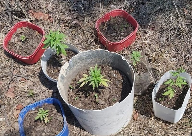 Secuestraron plantines de marihuana en Guerrero