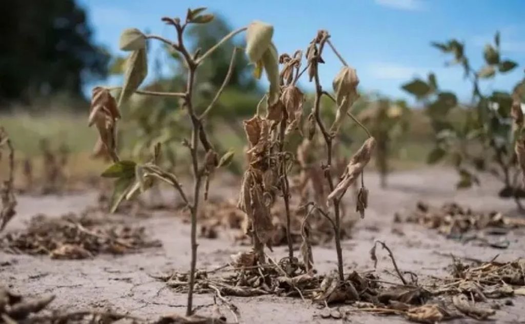 Jujuy: Por la sequía, es crítica la situación de los cultivos y el ganado