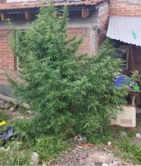 Jujuy: secuestraron plantas de marihuana y detuvieron a un hombre en el Carmen