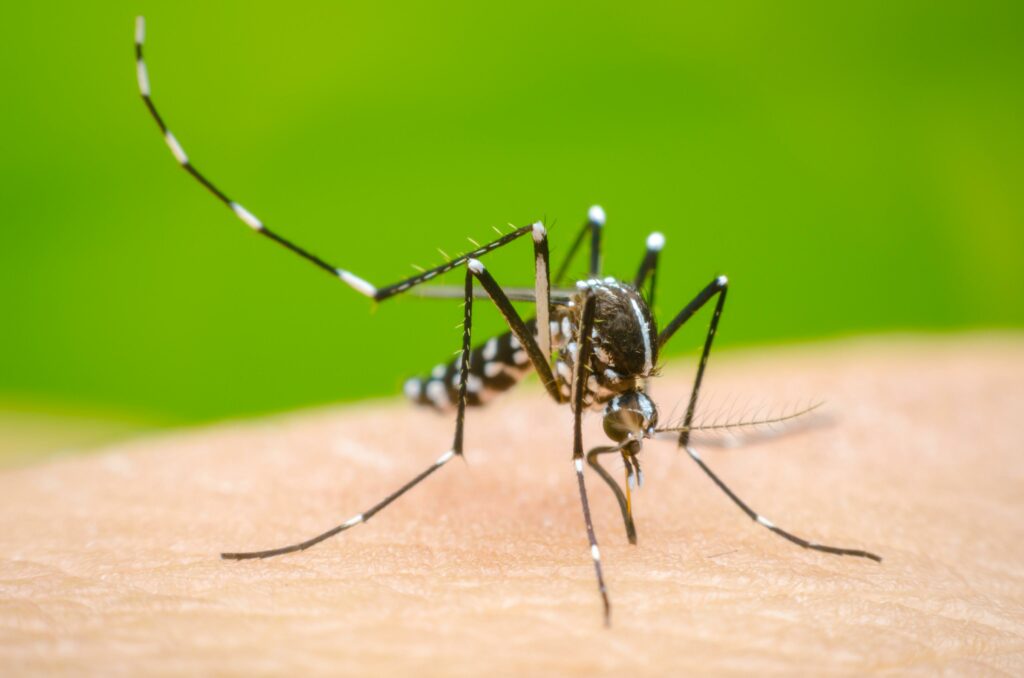 Jujuy: reportaron un nuevo caso de dengue importado y reforzaron los protocolos de prevención