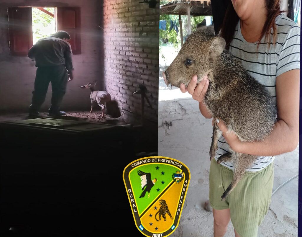 Jujuy: rescatan animales silvestres que ingresaron a distintos domicilios